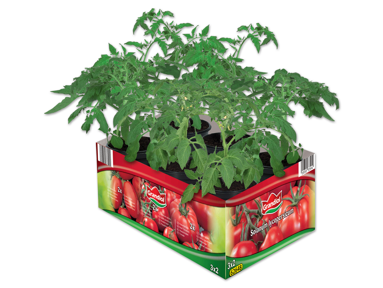 Tomatenpflanzen 6er Tray
