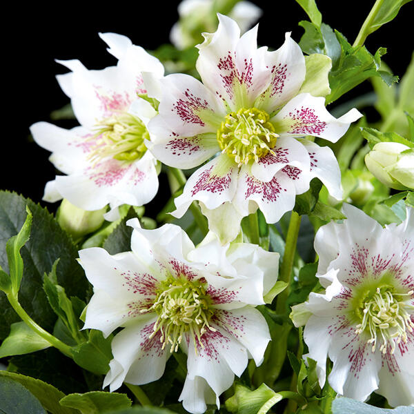 Christrosen Sondersorten