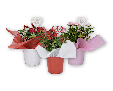 Rosier en pot
