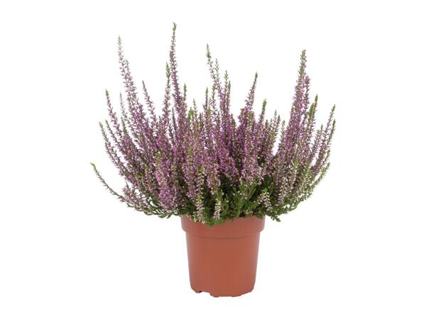 Autumn Heather