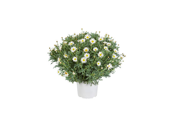 Margeriter