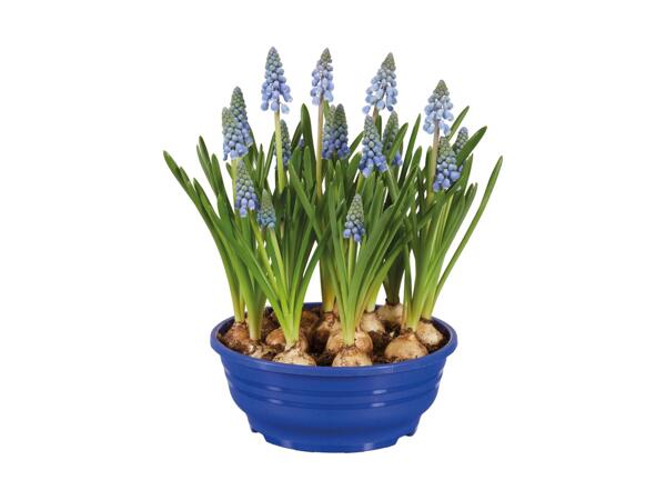 Blomsterløg i skål
