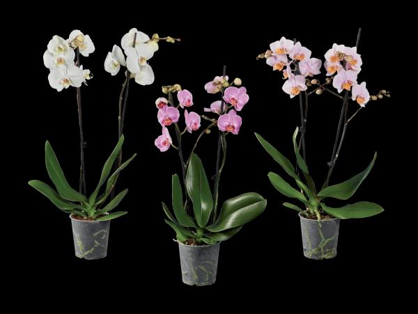 Schmetterlingsorchidee 2-Trieber