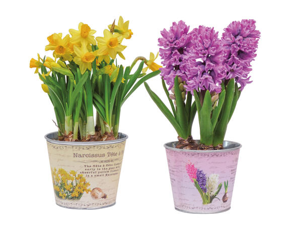 Flowering Bulbs
