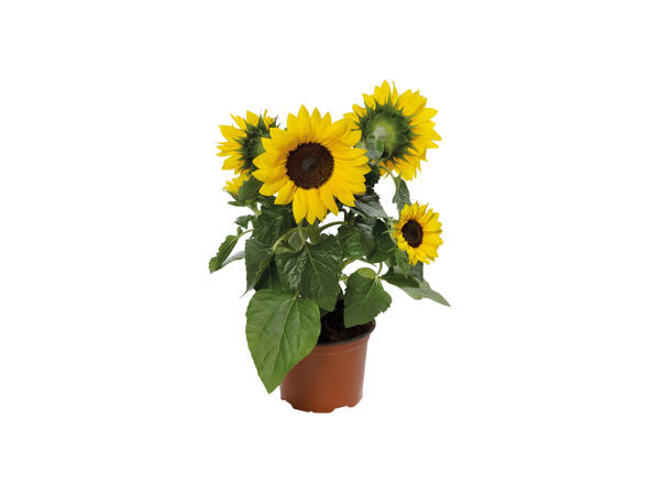Helianthus Multiflora