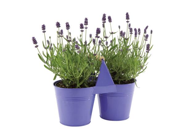 Lavender Duo