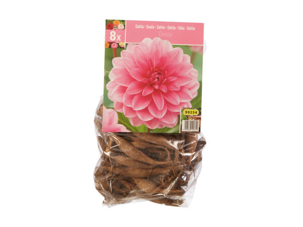 Dahlia Bulbs