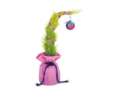 Whooville or Loo Whoo Lemon Cypress Tree