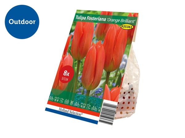 Spring Flowering Bulb Tulipa Fosteriana "Orange Brilliant"