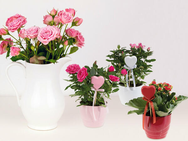 Topfrose oder Kalanchoe in Keramik
