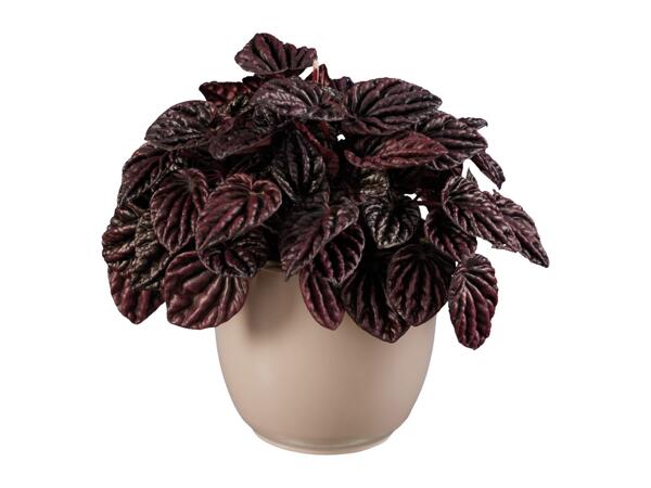 Peperomia Mix