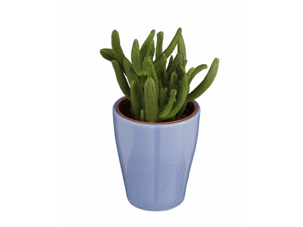 Plante grasse dans un pot en céramique