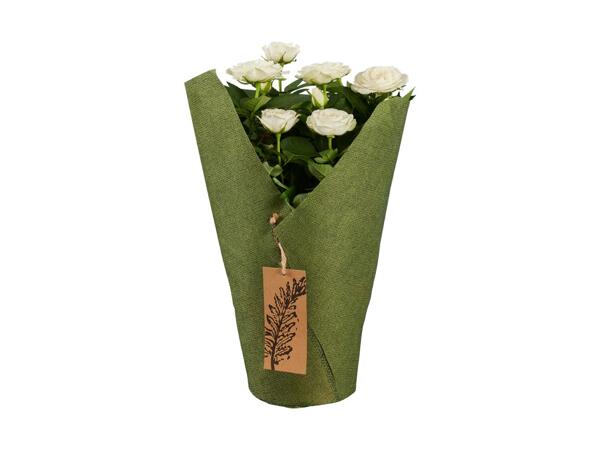 Potted Rose in Sleeve