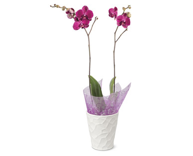 5" Easy Orchid