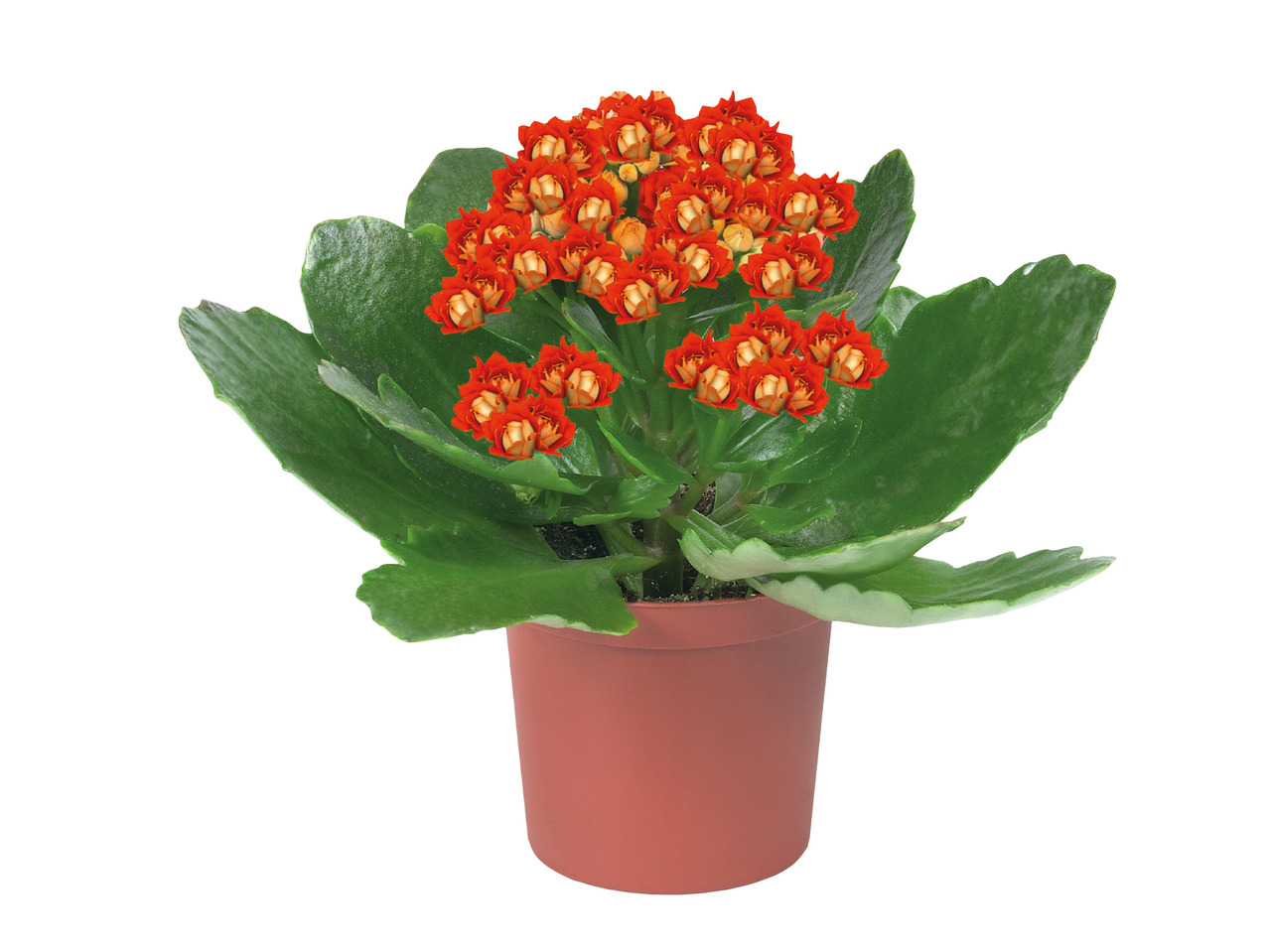 Mini Kalanchoe1