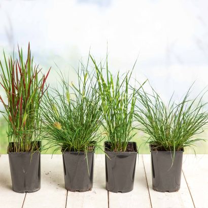 Herbes ornementales vivaces