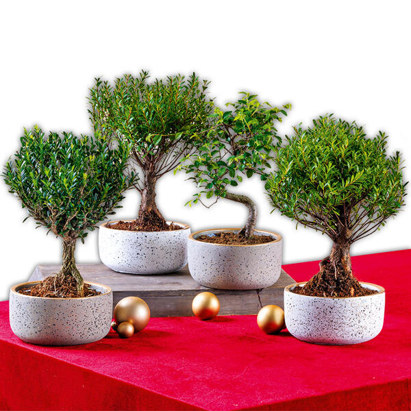 Bonsai