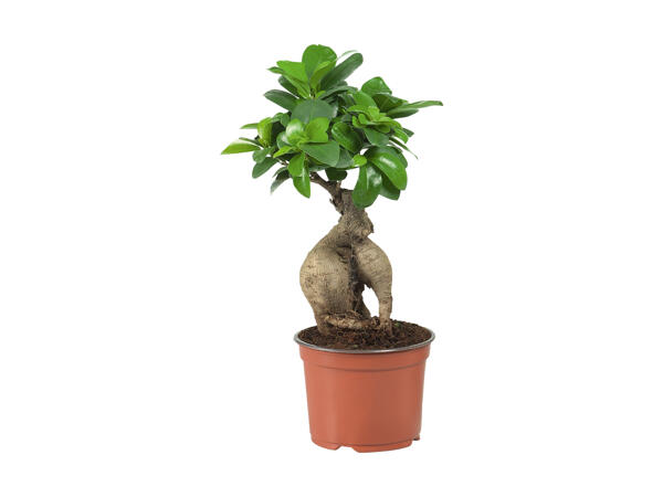 Ficus Ginseng eller Pachira