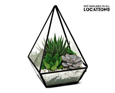Geometric Terrarium Assorted Varieties