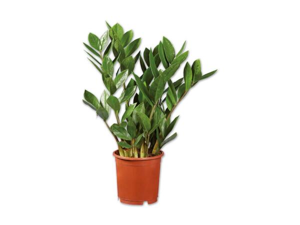 Zamioculcas (Glücksfeder)