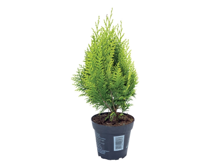 Assorted Conifers