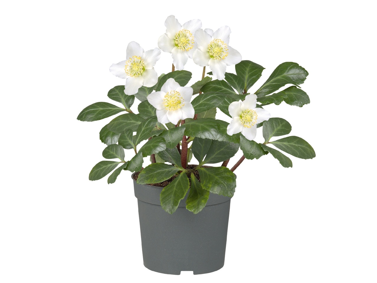 Julerose