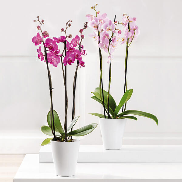 Orchidee Phalaenopsis