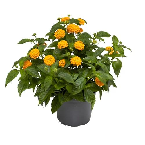 GARDENLINE Lantana