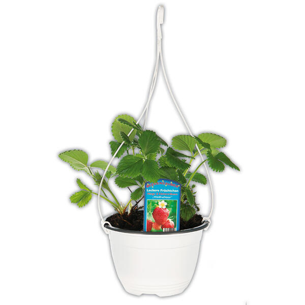 Bepflanzte Keramikschale