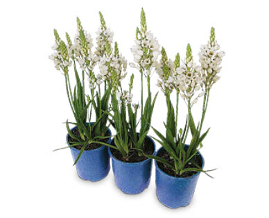 Ornithogalum White Princess 140mm