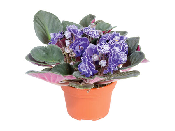 African Violet