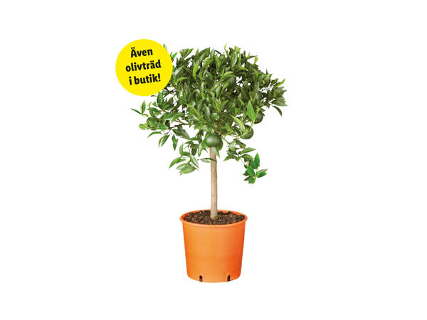 Citrus- och olivträd