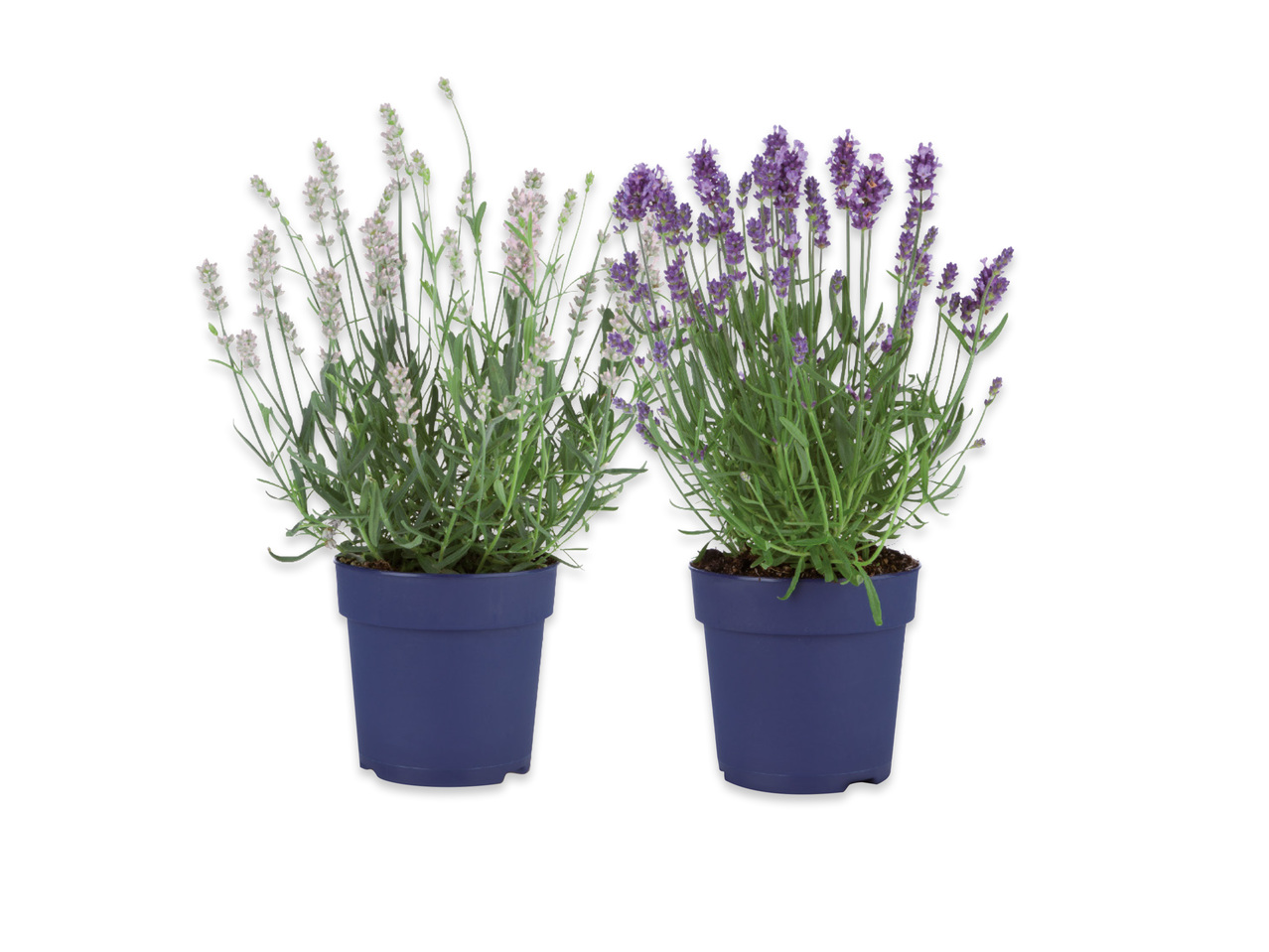 LAVENDEL
