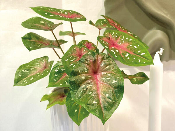Elefantøre Caladium