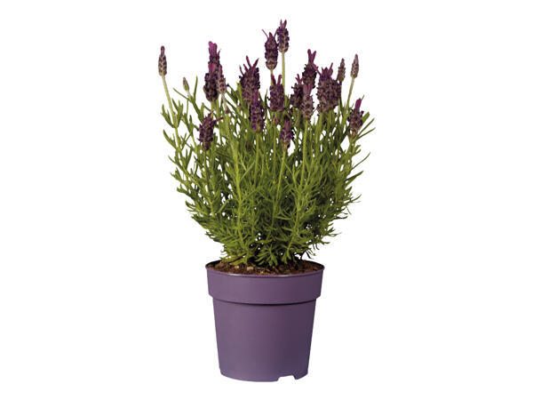 French Lavender