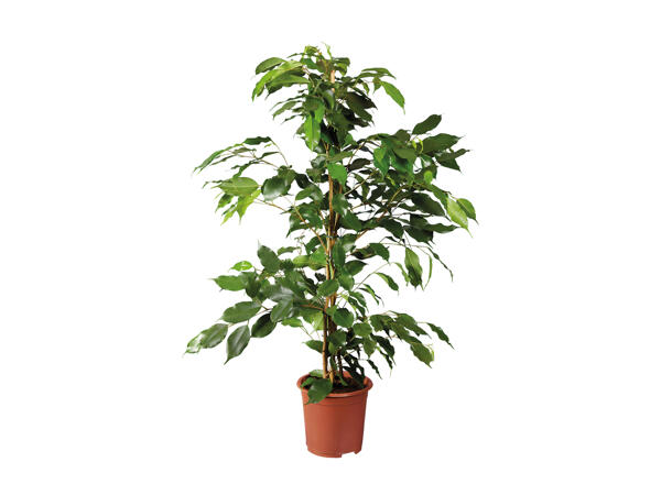 Green Houseplants