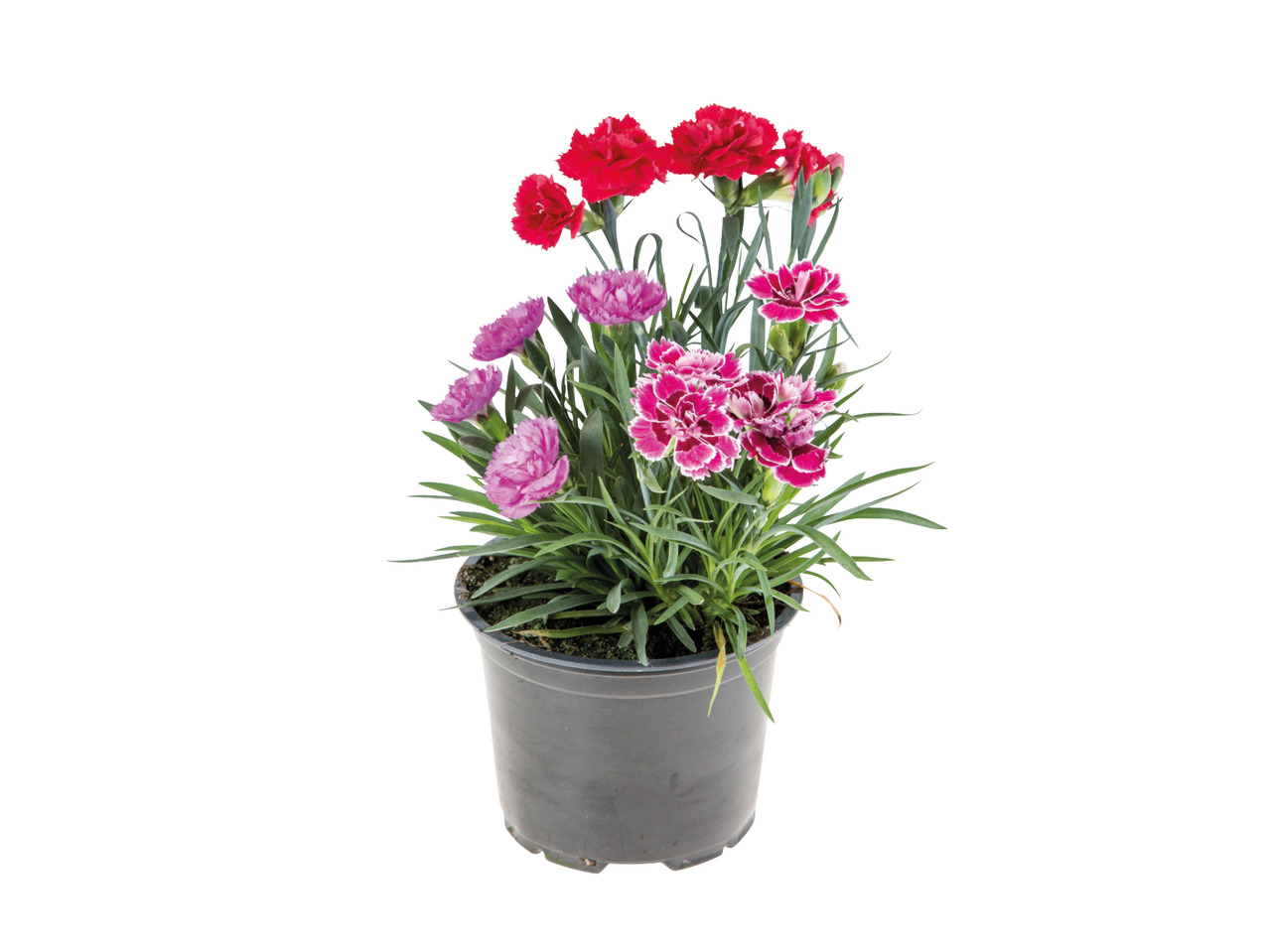 Dianthus Trio - Available from 13th August1