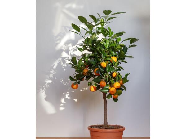 Opstammet citrusplante
