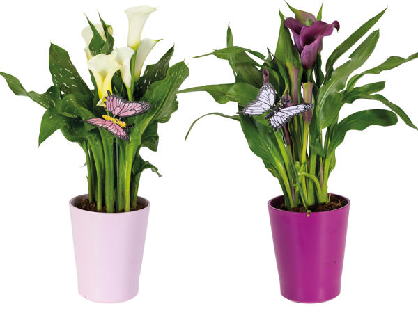 Calla im Keramikübertopf