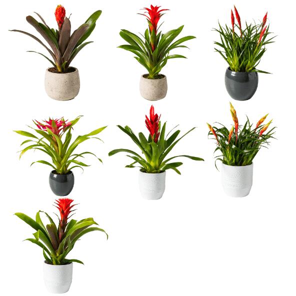 Luxebromelia