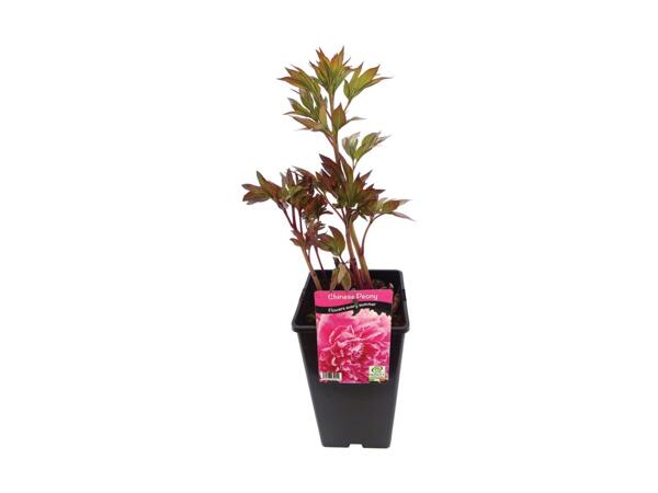 Chinese Peony Collection