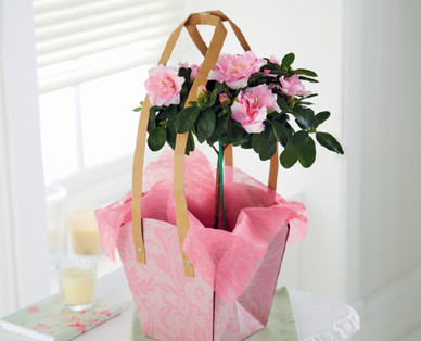 Mother's Day Azalea