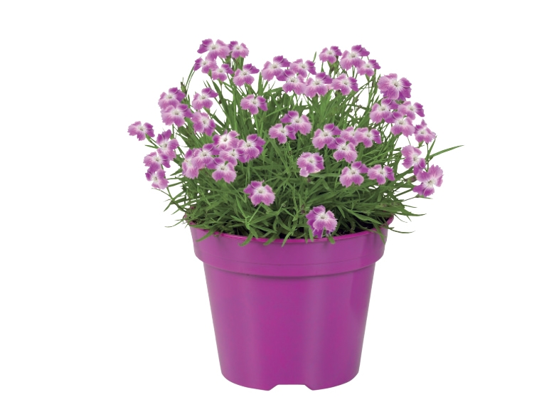 Astilbe, Dianthus or Canna