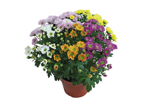 Chrysanthemums 5 Colours