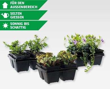 Bodendecker-Mix