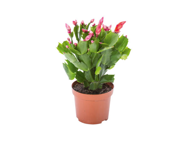 Christmas Cactus