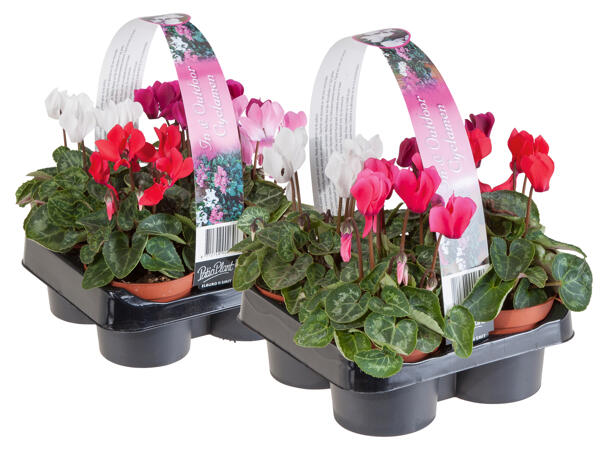 Alpenveilchen, 4er-Tray