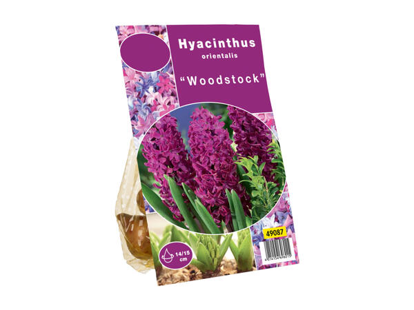 Hyacinth Bulbs