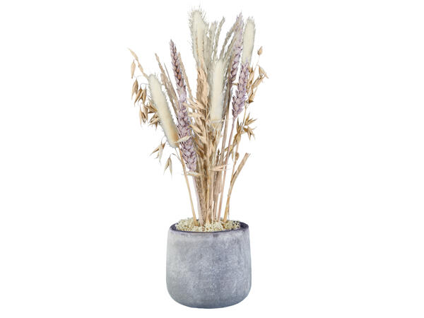 Trockenblume