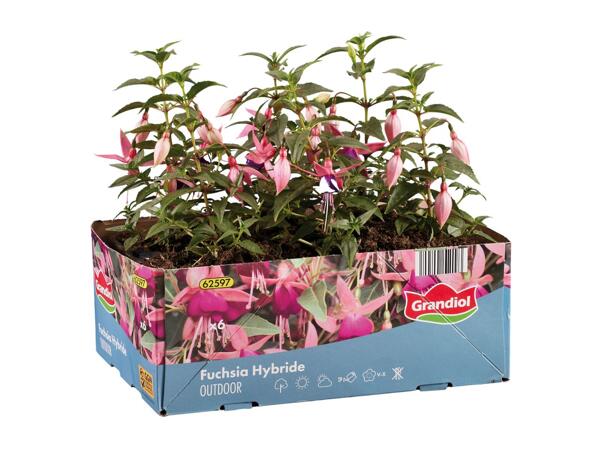 Fuchsia